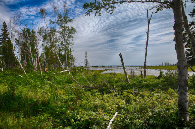 Обои картинки фото природа, лес, деревья