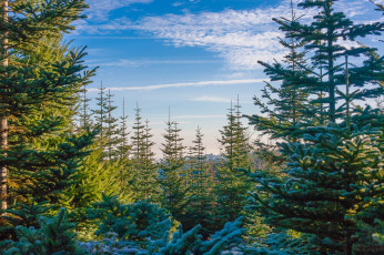 Картинка природа лес простор