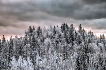 Картинка природа лес простор