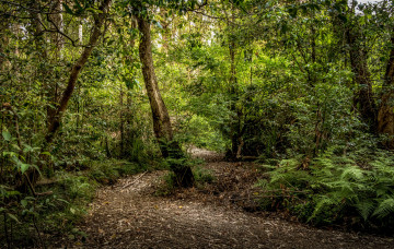 Картинка природа дороги простор