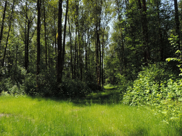 Обои картинки фото природа, лес, трава, тропа