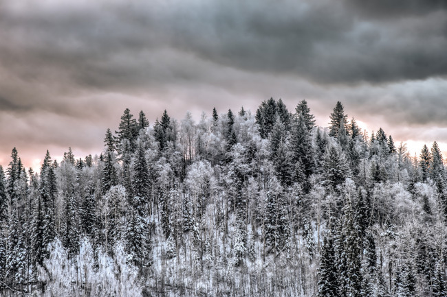 Обои картинки фото природа, лес, простор