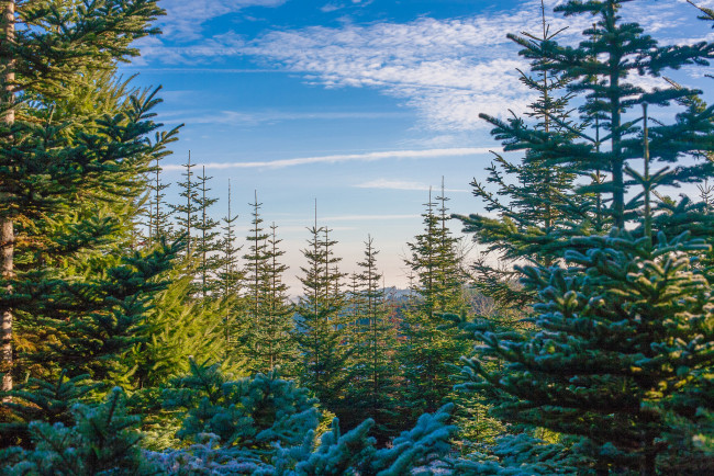 Обои картинки фото природа, лес, простор