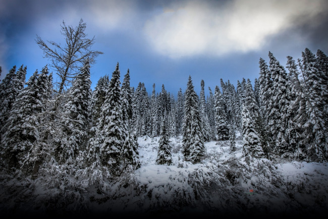 Обои картинки фото природа, зима, простор