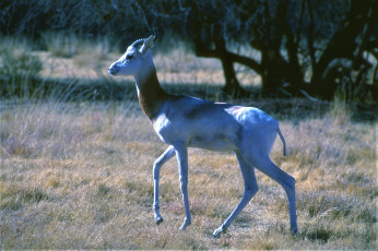 Картинка животные антилопы степь деревья антилопа