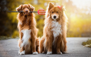 Картинка животные собаки трезубец