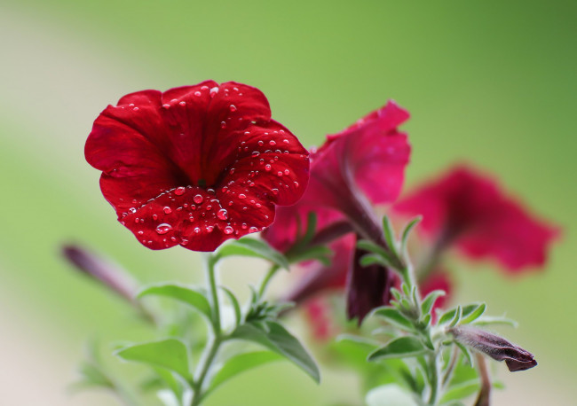 Обои картинки фото цветы, петунии,  калибрахоа, боке