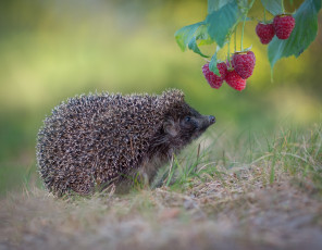 Картинка александр+гвоздь животные ежи ёж