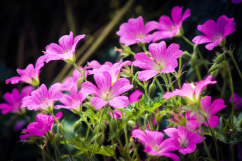 Картинка цветы луговые+ полевые +цветы весна