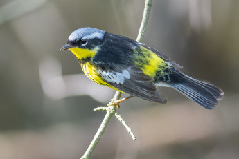 Картинка животные птицы птица