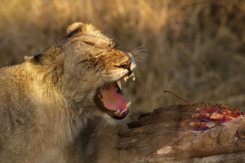 Картинка животные львы львица