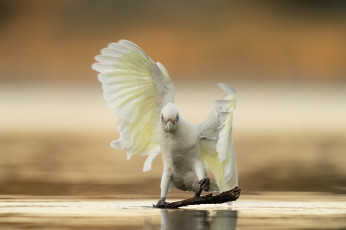 Картинка животные попугаи попугай