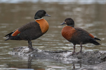 Картинка животные утки
