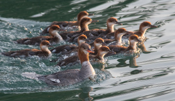 Картинка животные чомги+ поганки птицы