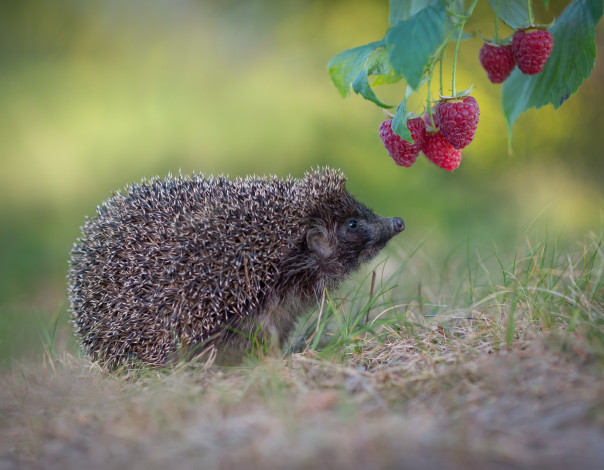 Обои картинки фото александр гвоздь, животные, ежи, ёж
