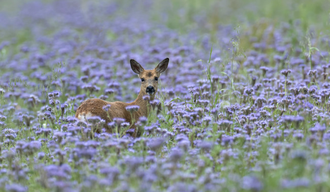 Обои картинки фото животные, олени, олень