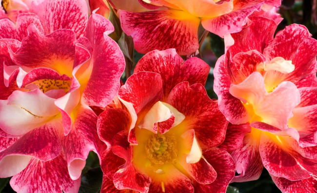 Обои картинки фото цветы, розы, разноцветные