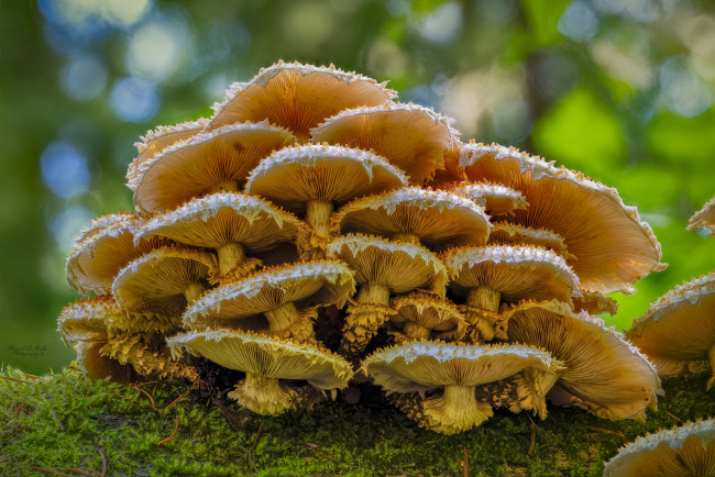 Обои картинки фото природа, грибы