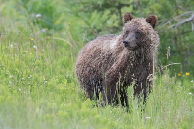 Обои картинки фото животные, медведи, медвежонок