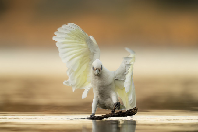 Обои картинки фото животные, попугаи, попугай