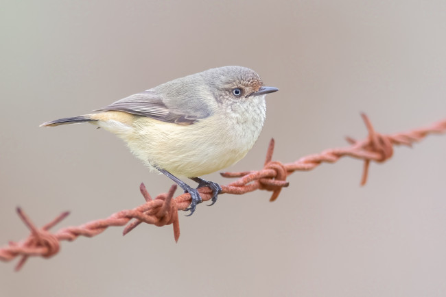 Обои картинки фото животные, птицы, птичка