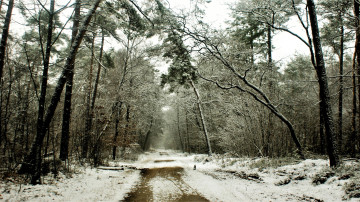Картинка природа дороги лес снег зима дорога