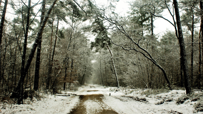 Обои картинки фото природа, дороги, лес, снег, зима, дорога