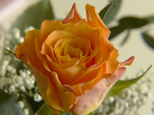 Картинка цветы розы