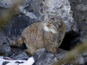 Картинка животные манулы