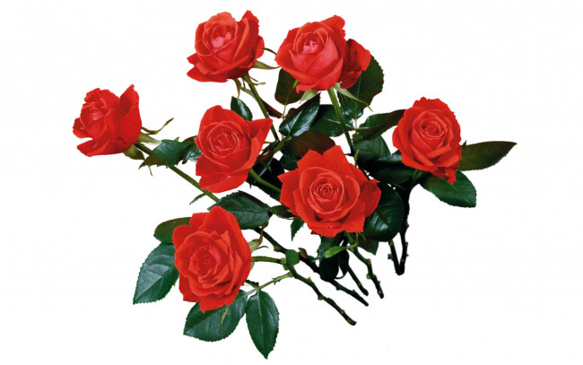 Обои картинки фото цветы, розы