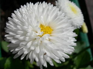 Картинка цветы маргаритки белый