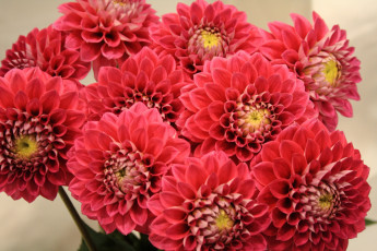 Картинка цветы георгины красные