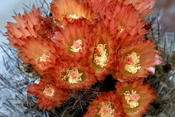 Картинка цветы кактусы оранжевый колючки