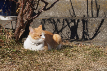 Картинка животные коты кот