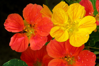 Картинка цветы настурции оранжевый желтый яркий