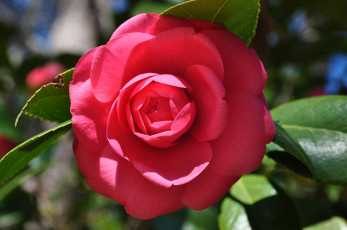 Картинка цветы камелии листья