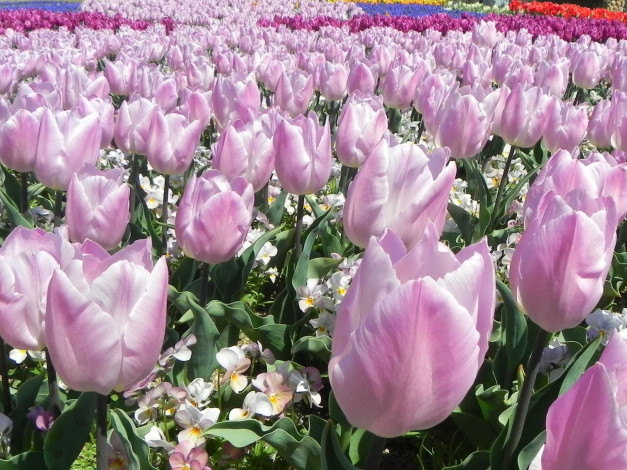 Обои картинки фото цветы, разные, вместе, поле