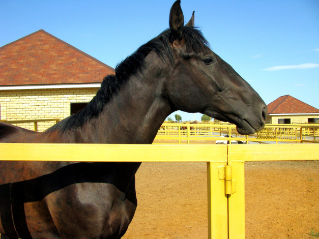 Обои картинки фото животные, лошади, конь, левада