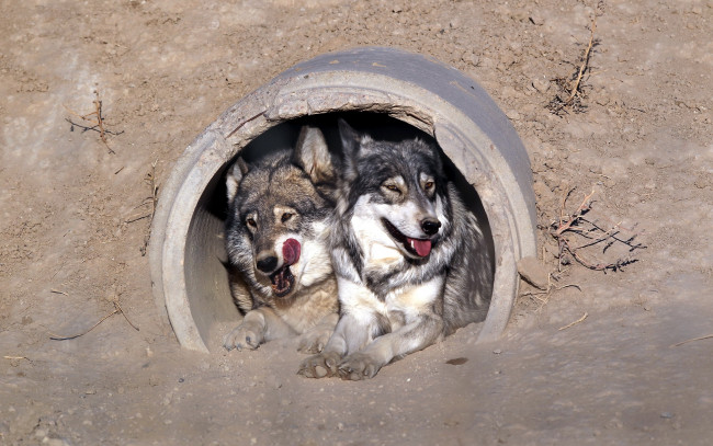 Обои картинки фото животные, волки, труба, волк, язык