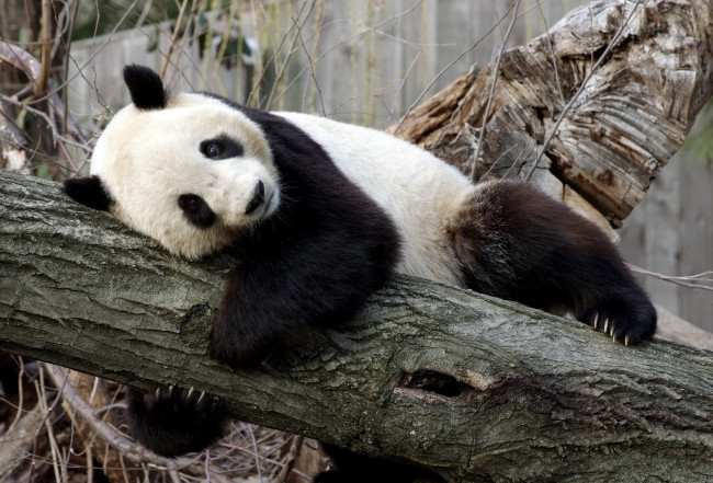 Обои картинки фото животные, панды, ствол, пятна, медведь