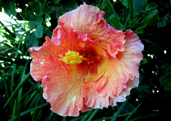 Обои картинки фото цветы, гибискусы, экзотика, розовый, большой