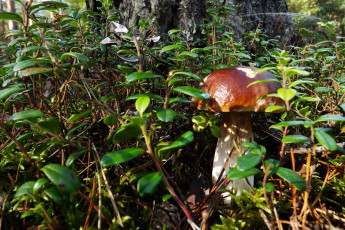 Картинка природа грибы боровик