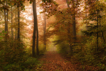 Картинка природа лес осень