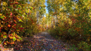 Картинка природа дороги тракт