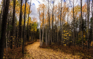 Картинка природа дороги тракт