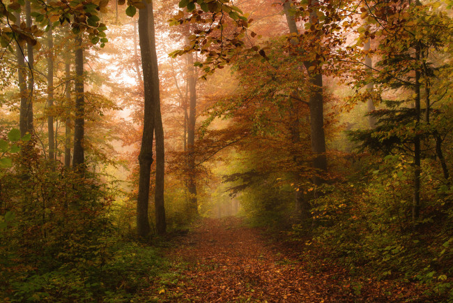 Обои картинки фото природа, лес, осень