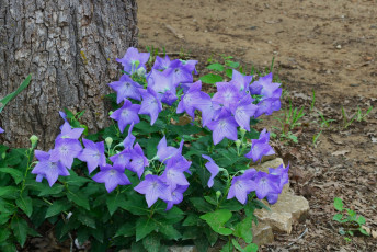 Картинка цветы колокольчики лиловые