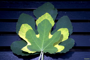 Картинка природа листья