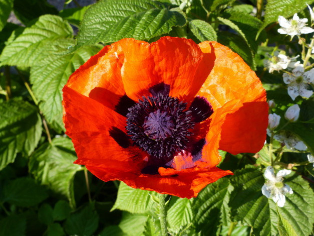 Обои картинки фото цветы, маки, алый, мак, макро