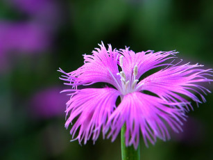 Картинка цветы гвоздики